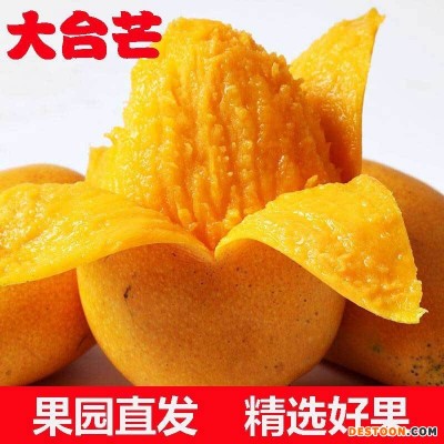 广西百色大台芒台农芒果新鲜当季水果现摘非贵妃芒金煌芒一件代发