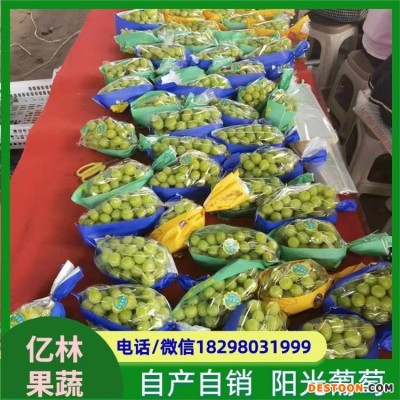 无籽青提葡萄 栽培简单 果皮为黄绿色 富含膳食纤维