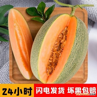 单只4斤起】哈密瓜晓密25号西州蜜瓜果10斤海南网纹蜜瓜