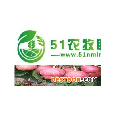 绛县**新鲜山楂较牛