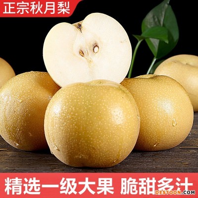 一件代发秋月梨新鲜水果羊脂秋月冰糖梨当季现摘梨子顺丰包邮