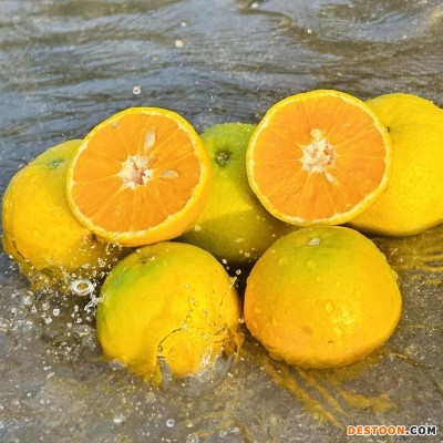 湖北秭归夏橙现摘水果大果新鲜酸甜多汁应当季手剥橙子自家种植
