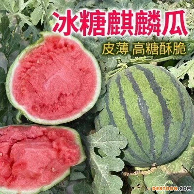 长寿之乡富硒麒麟西瓜水果新鲜整箱5-6斤当季8424无籽冰糖脆甜瓜