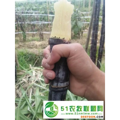 广东清远市黑皮甘蔗种植农户