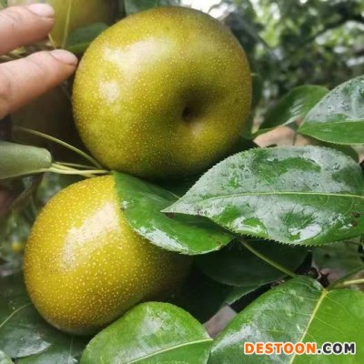 广西富川沙梨黄花梨桂花梨新鲜脆翠冠梨丰水梨薄皮脆甜多汁砀山梨
