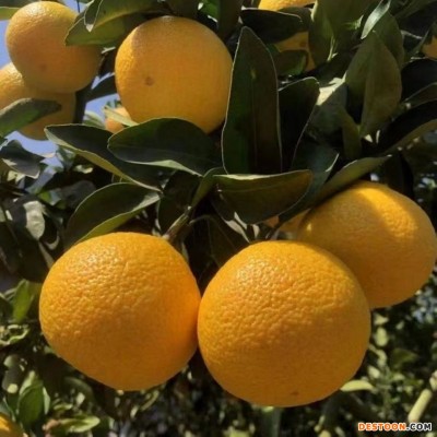 【福建甜桔柚】当季新鲜水果皮薄肉厚美味多汁甜心柚子一件代发