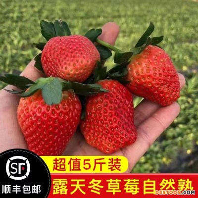 【顺丰空运】现摘甜草莓露天巧克力牛奶冬草莓大凉山新鲜5斤批发