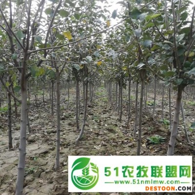 18公分裸根苹果树批发产地** 厂家供应