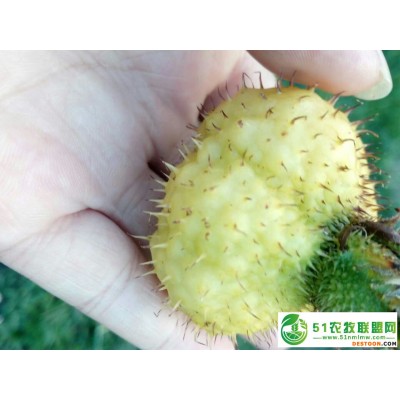 刺梨果，刺梨鲜果-中国刺梨之乡直售
