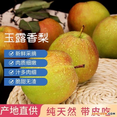 山西隰县玉露香梨子3/5/10斤新鲜礼盒装酥梨批发薄皮香梨一件批发