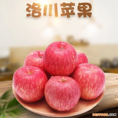 长期供应陕西洛川正宗红富士苹果新鲜水果5斤/10斤一件代发