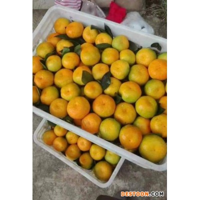 夷陵澄红柑桔 源头发货 蜜橘耙耙柑 香甜新鲜 现摘无核 支持定制