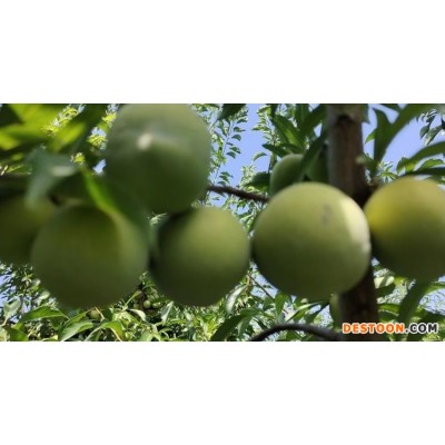 由橙之恋批发基地 品种规格齐全 稀优五月脆李