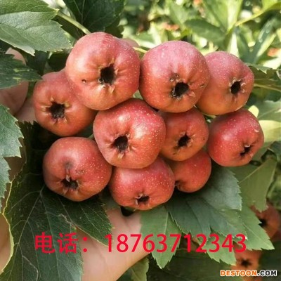 大金星山楂糖葫芦新鲜山楂当天釆摘当天发批发量大从优产地直供