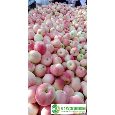 ****散沙苹果大量出售中全国接单