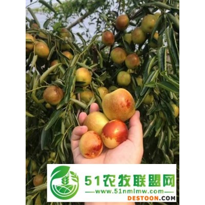 山东鲜枣产地批发代办一站式服务