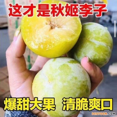 【脆甜多汁】现摘秋姬李3斤5斤陕西李子新鲜奈李水果脱骨李茵红李