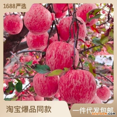 【脆甜多汁】山东烟台红富士苹果生鲜水果新鲜应季脆甜整箱批发