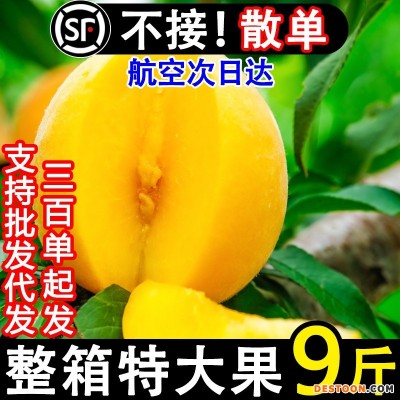 正宗蒙阴黄桃新鲜水果当季孕妇黄金蜜桃甜脆桃子10斤现货整箱包邮