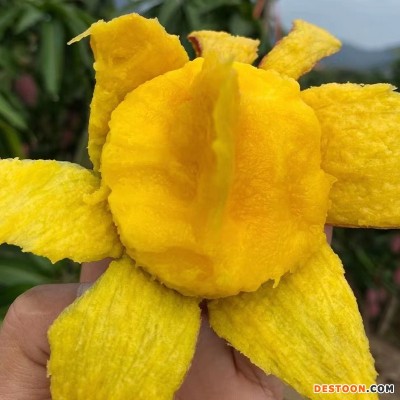 批发台农芒果海南小台芒新鲜芒果台农直发芒果应当季水果现摘热带