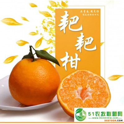 蒲江春见耙耙柑丑柑新鲜采摘**发售 包邮）