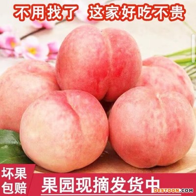 【脆甜可口】秋桃陕西高山脆桃5斤3斤9斤装现摘水蜜桃毛桃孕妇