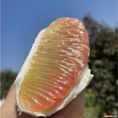 柚子新鲜多汁柚子功夫泰柚新鲜水果进口金蜜柚西柚泰国蜜柚32斤装