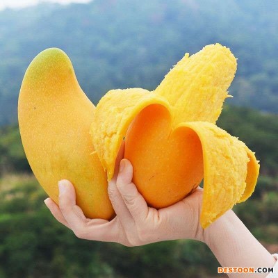 海南金煌芒果高山老树果大果礼盒新鲜甜心芒产地直发现摘9斤香甜0