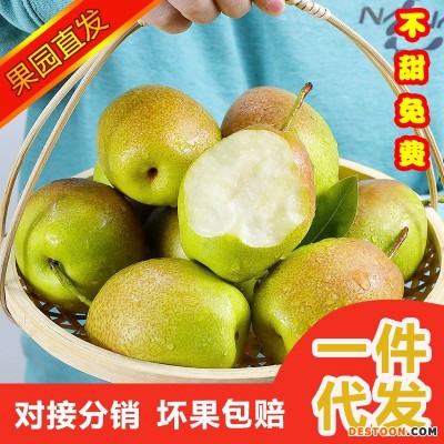 果园直供现摘孕妇水果新鲜应季皮薄多汁薄皮梨子一件代发红香酥梨