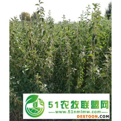 甘肃梭梭苗 一年生梭梭树苗 琐琐基地 种植甜肉苁蓉*苗