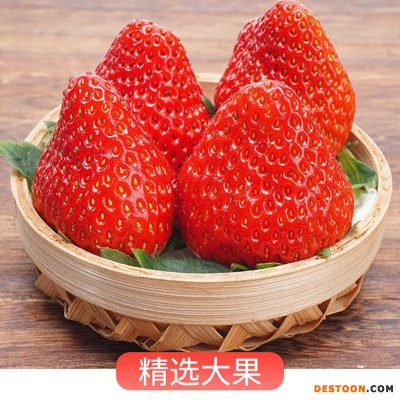 草莓新鲜现摘奶油草莓甜草莓大草莓孕妇宝宝水果大果应季水果批发