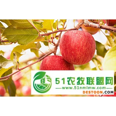 恒辉新能源有机苹果|
