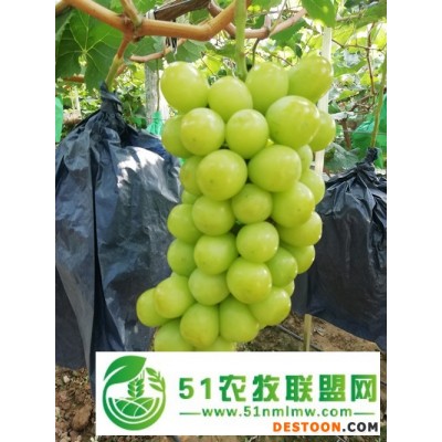 温室阳光玫瑰批发 温室阳光玫瑰价格 温室阳光玫瑰行情