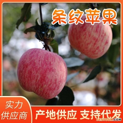本地果园现摘现发烟台条纹红富士苹果新鲜苹果水果红富士苹果批发