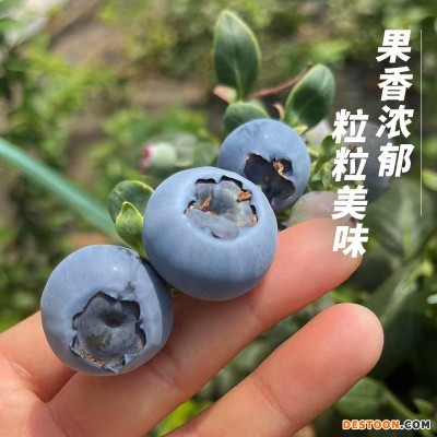 丹东新鲜蓝莓鲜果当季水果现摘现发孕妇水果整箱大果顺丰一件包邮