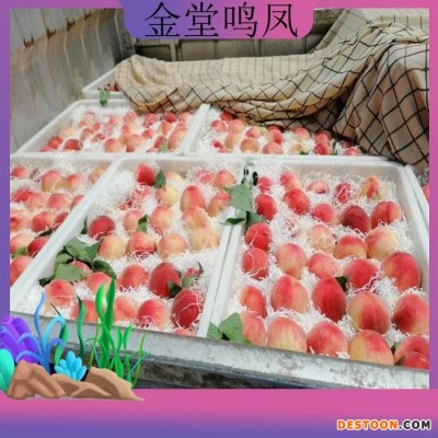 新鲜水果桃子水蜜桃 现摘现发脆甜毛桃基地果园直发子