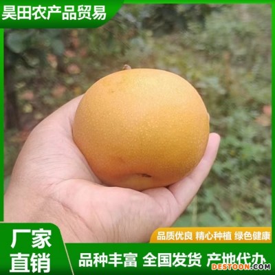 精品秋月梨 汁水充盈 肉质细脆 果实略呈扁形 果形端正 昊田农产品贸易