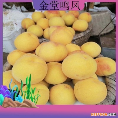 黄桃新品种 新黄金蜜 现货大黄毛桃脆桃应季水果