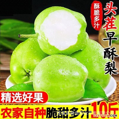 新品六月梨酥脆1号梨应季新鲜水果早酥梨肉细味甜多汁产地直发