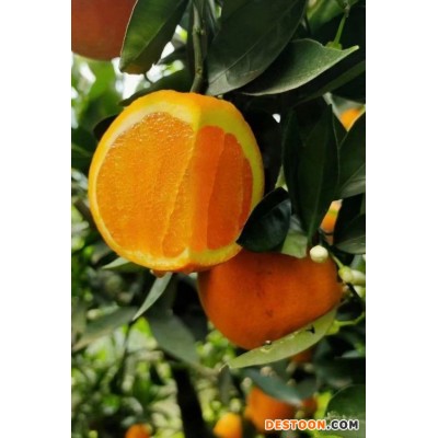 自由基地 脱毒不病菌 新鲜上市伦晚脐橙一级果大量批发