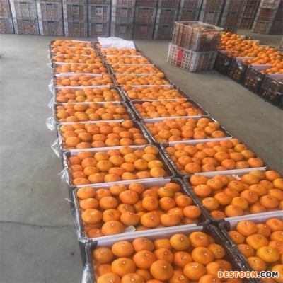 精品高山特早熟蜜桔 桔子果农直发 果园看货 打蜡厂接货 无中间商