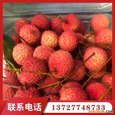 果之缘种植专业合作社出售批发各种品种荔枝