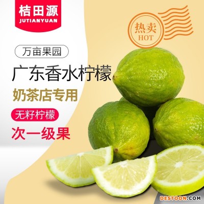 正宗产地广东当季香水柠檬次一级果新鲜现摘奶茶店用厂家直销批发