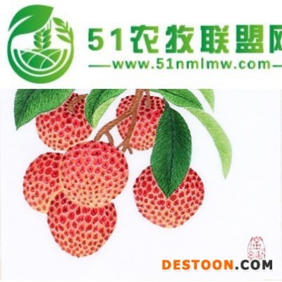 新鲜南山荔枝无需担心品质，可来果园考察
