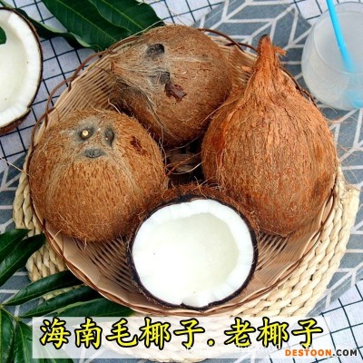 全年供应海南文昌毛椰子老椰宝椰皇新鲜水果椰肉榨汁孕妇