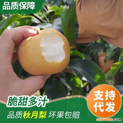 山东烟台秋月梨自家果园新鲜采摘丰水梨圆黄南水梨水果脆甜一件批