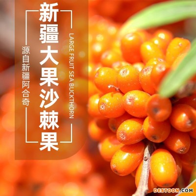 新疆阿合奇大果深秋红沙棘果子棘鲜丰沙棘原浆1吨厂家直销