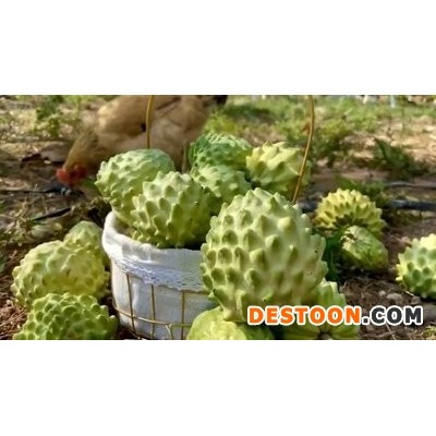 凤梨释迦果 番荔枝佛头果 新鲜应季水果农场现摘直供