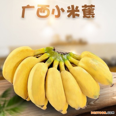 广西小米香蕉 代发5/9斤新鲜水果海南软糯小香蕉给红美人苹果粉蕉
