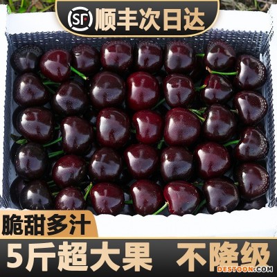 现货樱桃新鲜水果包邮5斤装车厘子美早大樱桃山东当季整箱3j孕妇4